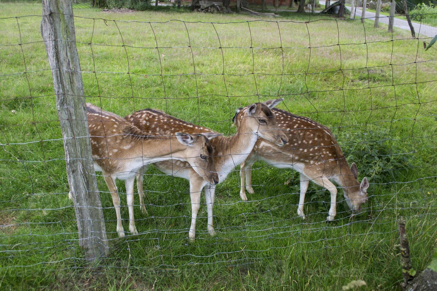 jovem veados dentro a Fazenda. campo vida. foto