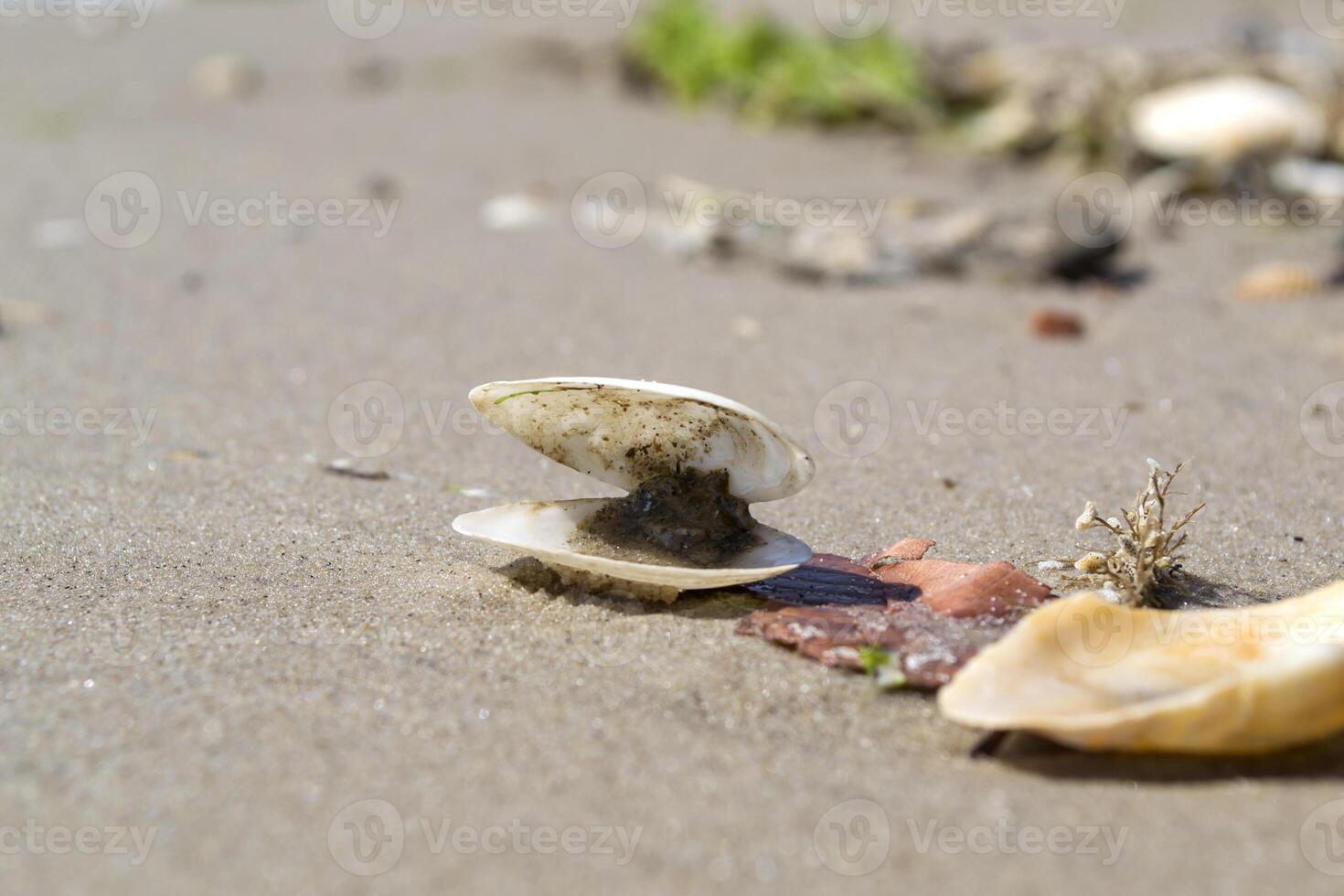 aberto Concha do mar em a areia do a costa. macro tomada. foto