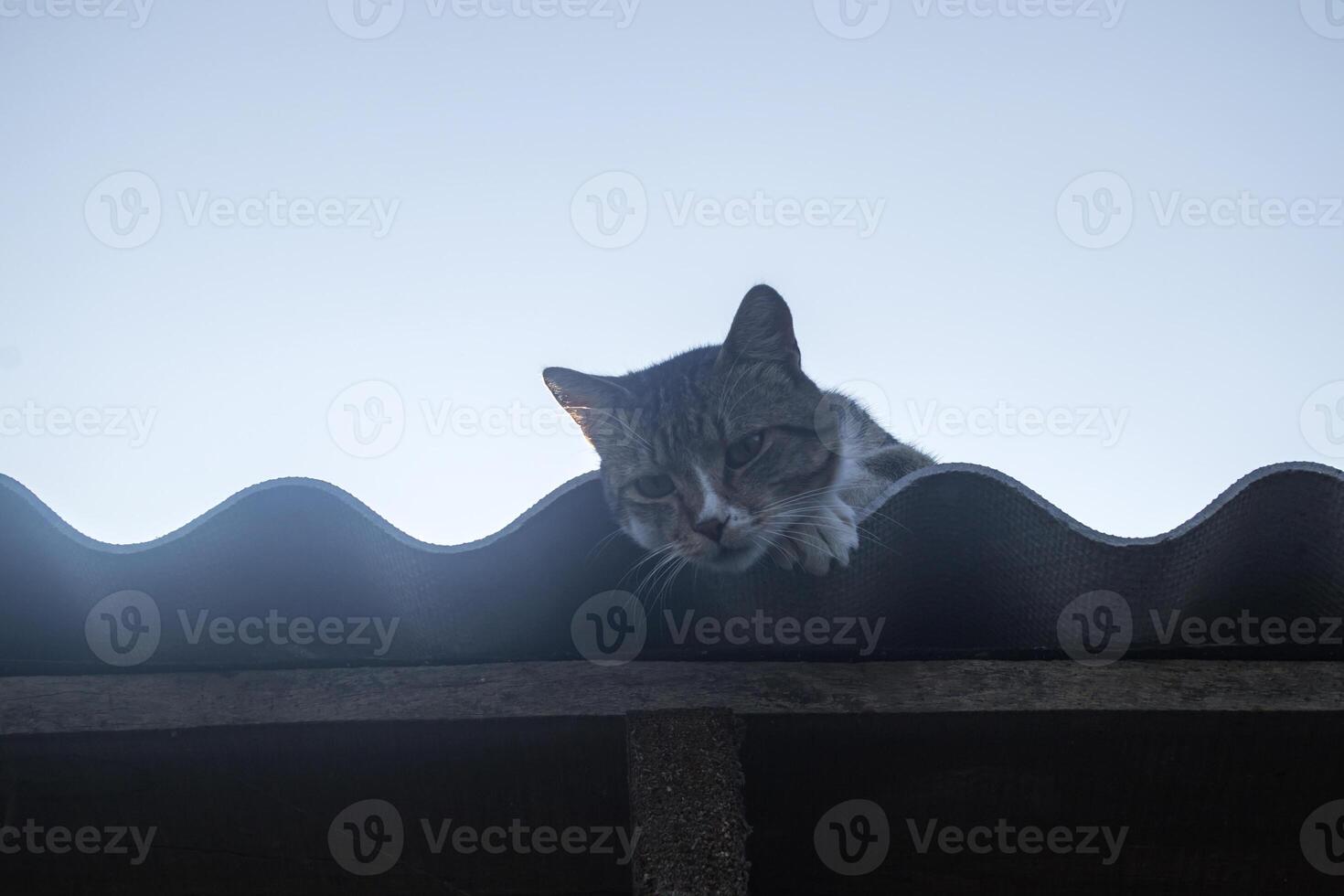 a gato tocam ar livre. foto