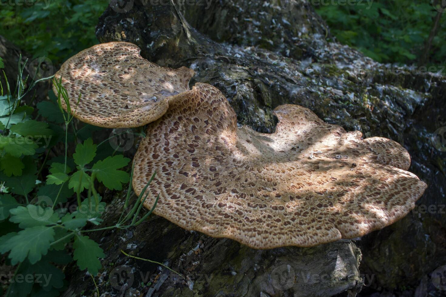 a venenoso cogumelos em tronco do árvore. foto