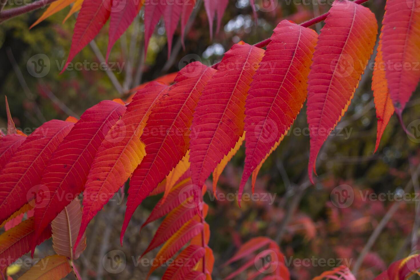 vermelho folhas padronizar. vermelho natural textura. foto