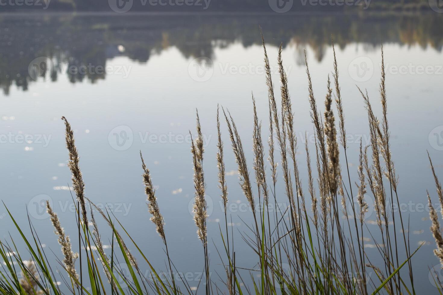 a cana perto lago. foto