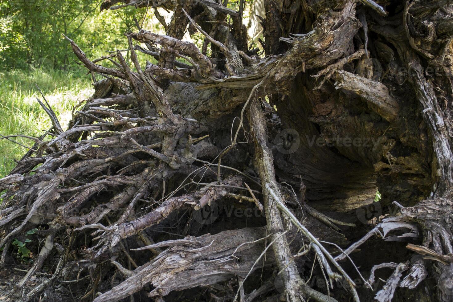 a raízes do velho árvore. foto