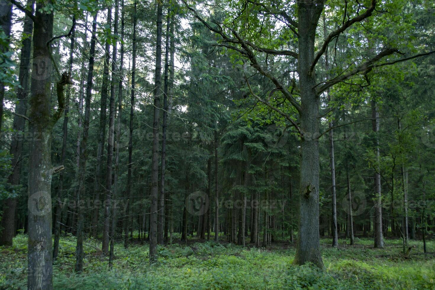 uma denso conífero floresta. lindo floresta panorama. foto