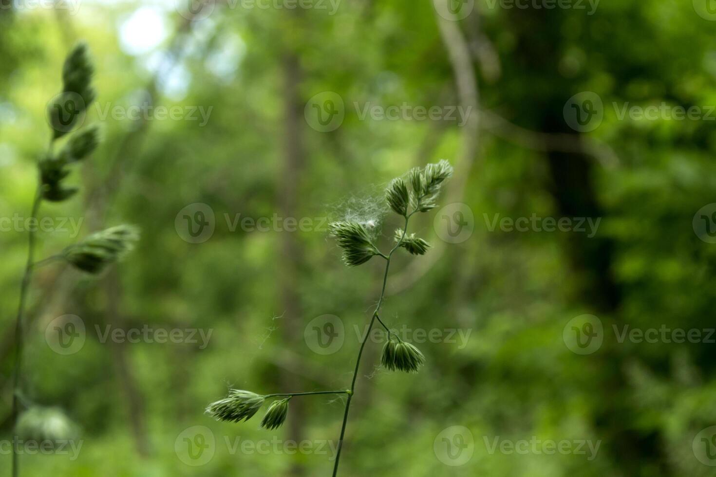 verde verão campo. fechar acima. foto