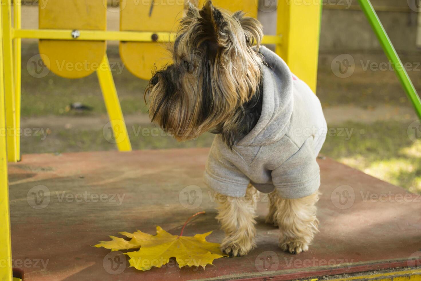 yorkshire terrier dentro a parque às outono. fofa cachorro ar livre. foto