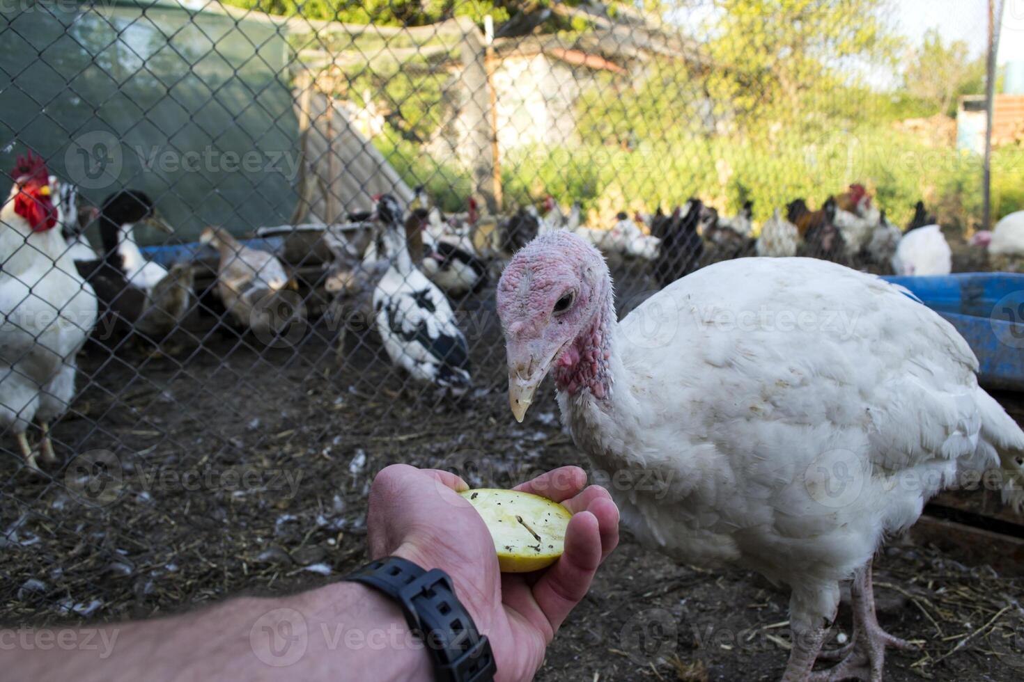 a perus dentro uma galinha casa. a pássaro Fazenda. foto