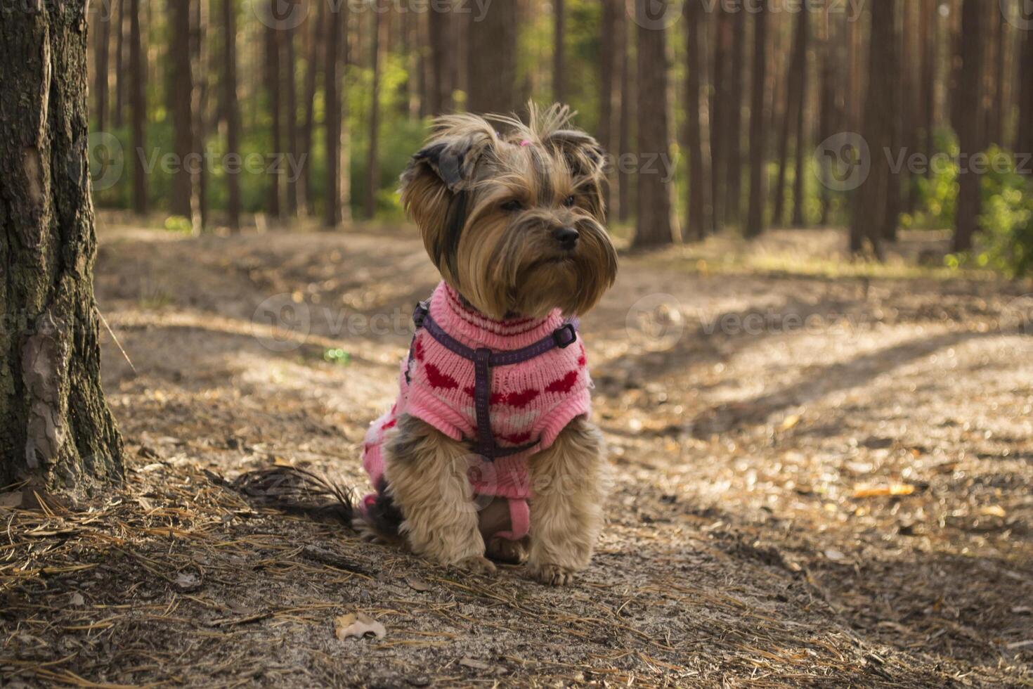 a fofa yorkshire terrier caminhando dentro a floresta. foto