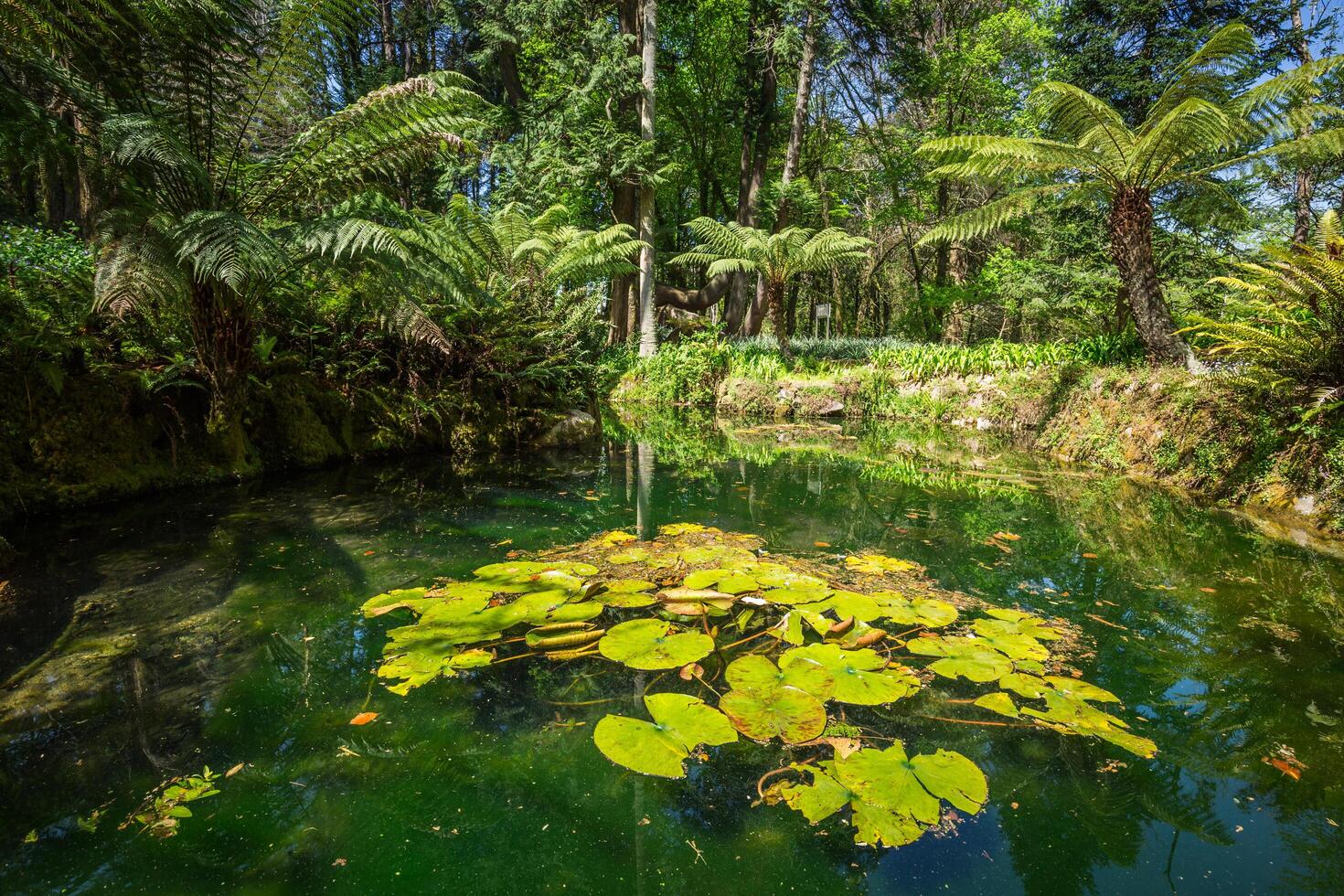 Portugal, jardim do monserrate Palácio dentro sintra foto