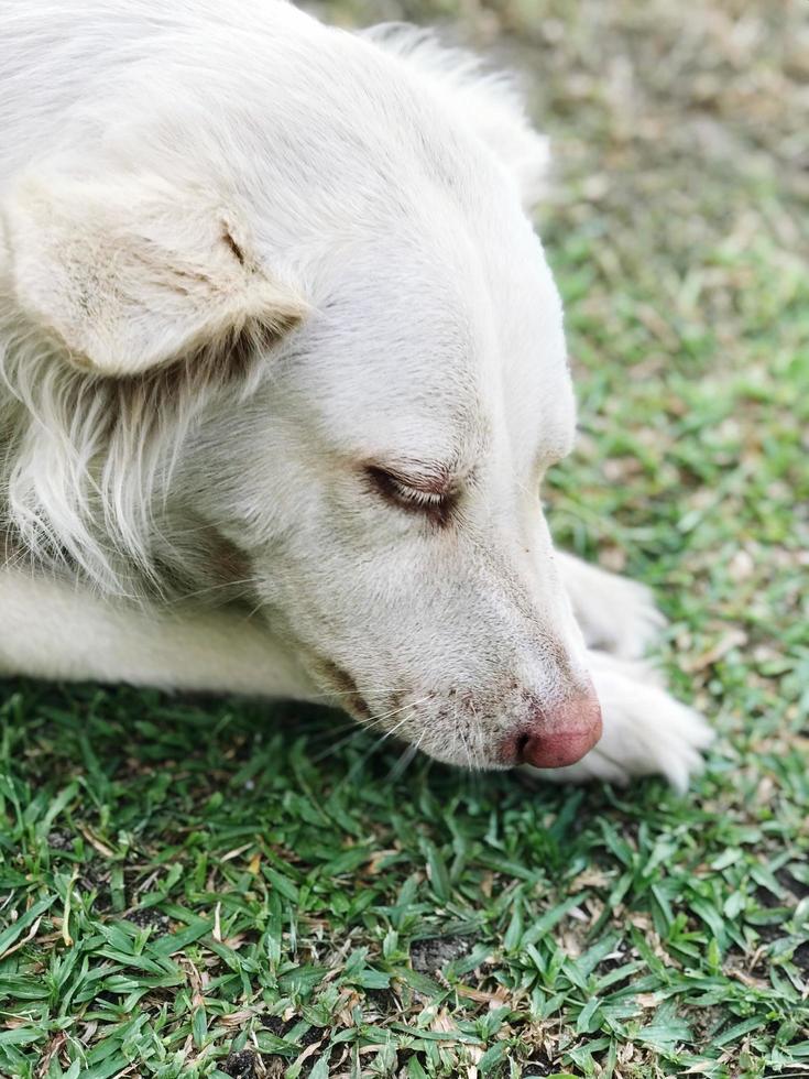 retrato de cachorro branco foto