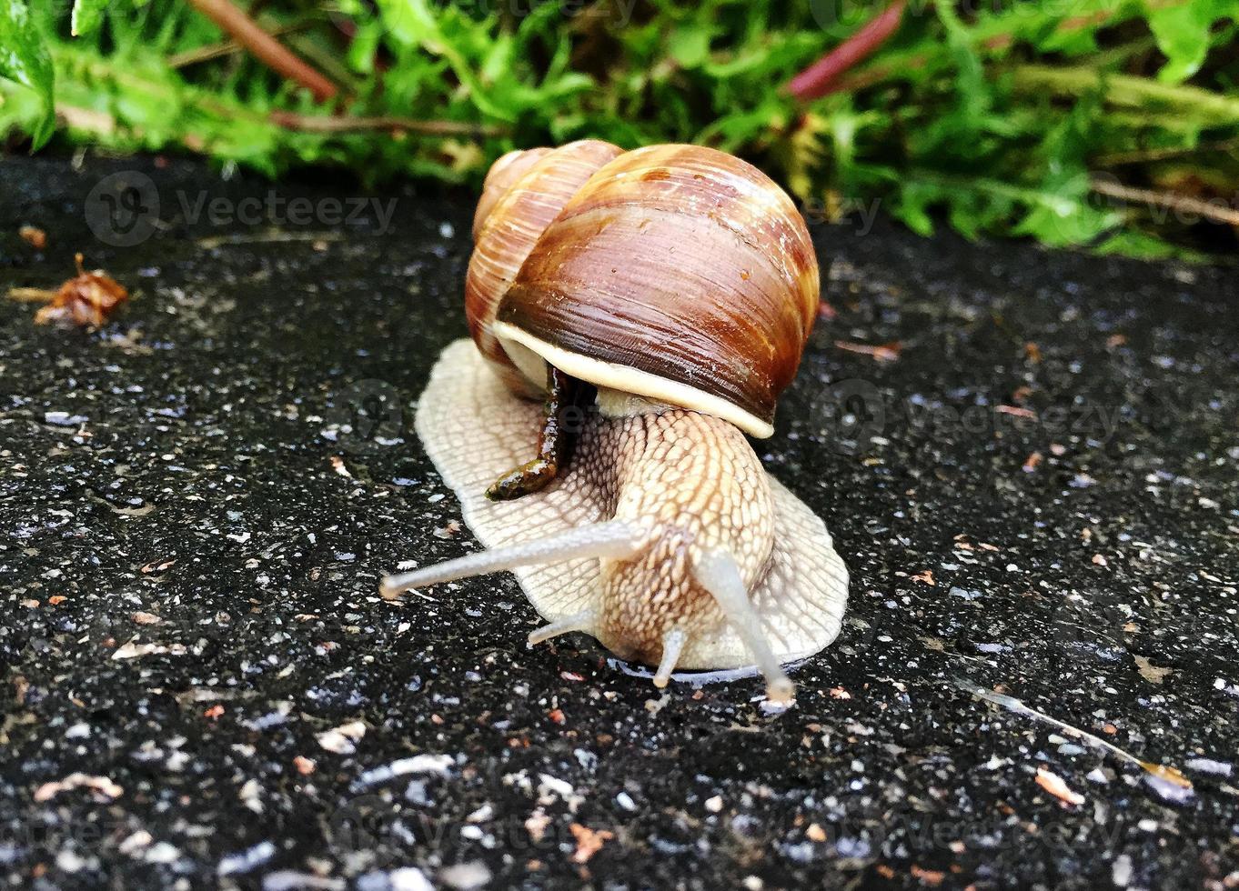 grande caracol de jardim com concha rastejando na estrada molhada, volte para casa foto