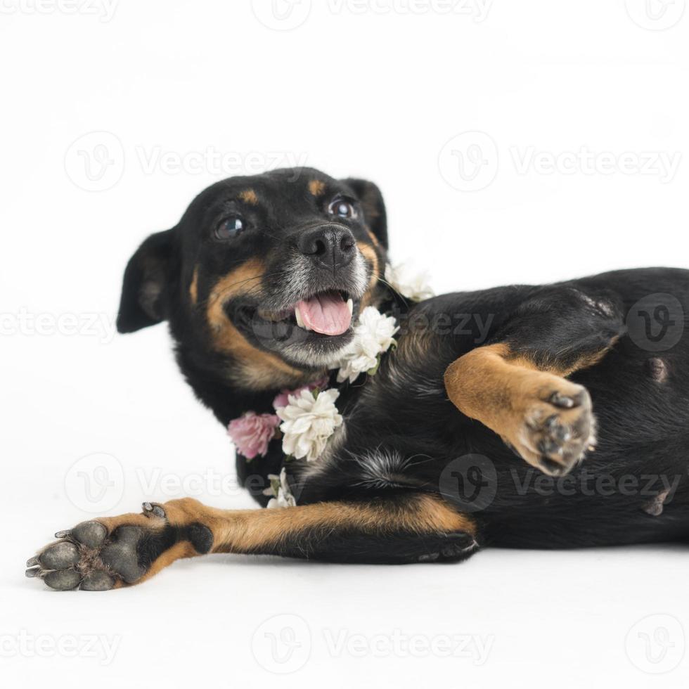 cão feliz, curioso, sem raça definida, isolado em um fundo branco foto