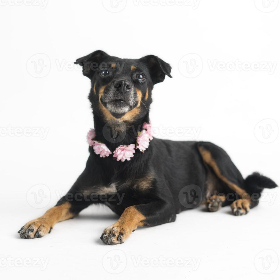 cão feliz, curioso, sem raça definida, isolado em um fundo branco foto