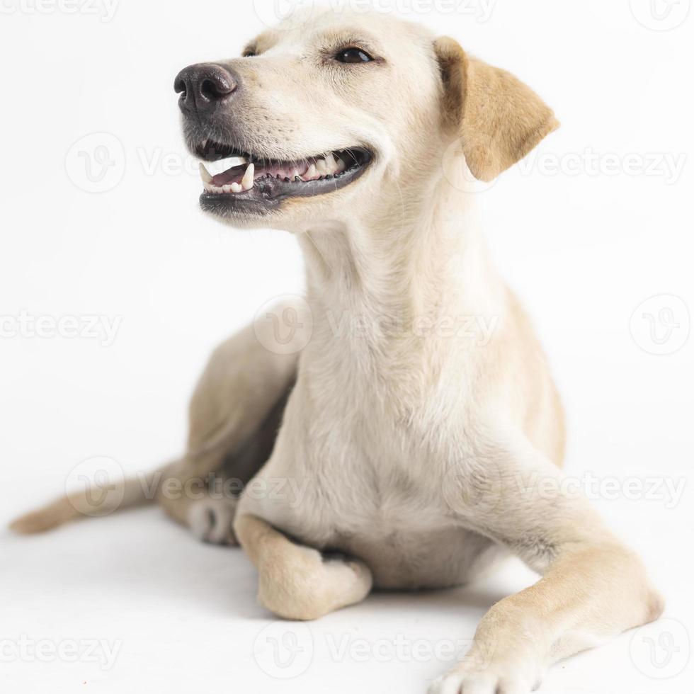 cão feliz, curioso, sem raça definida, isolado em um fundo branco foto