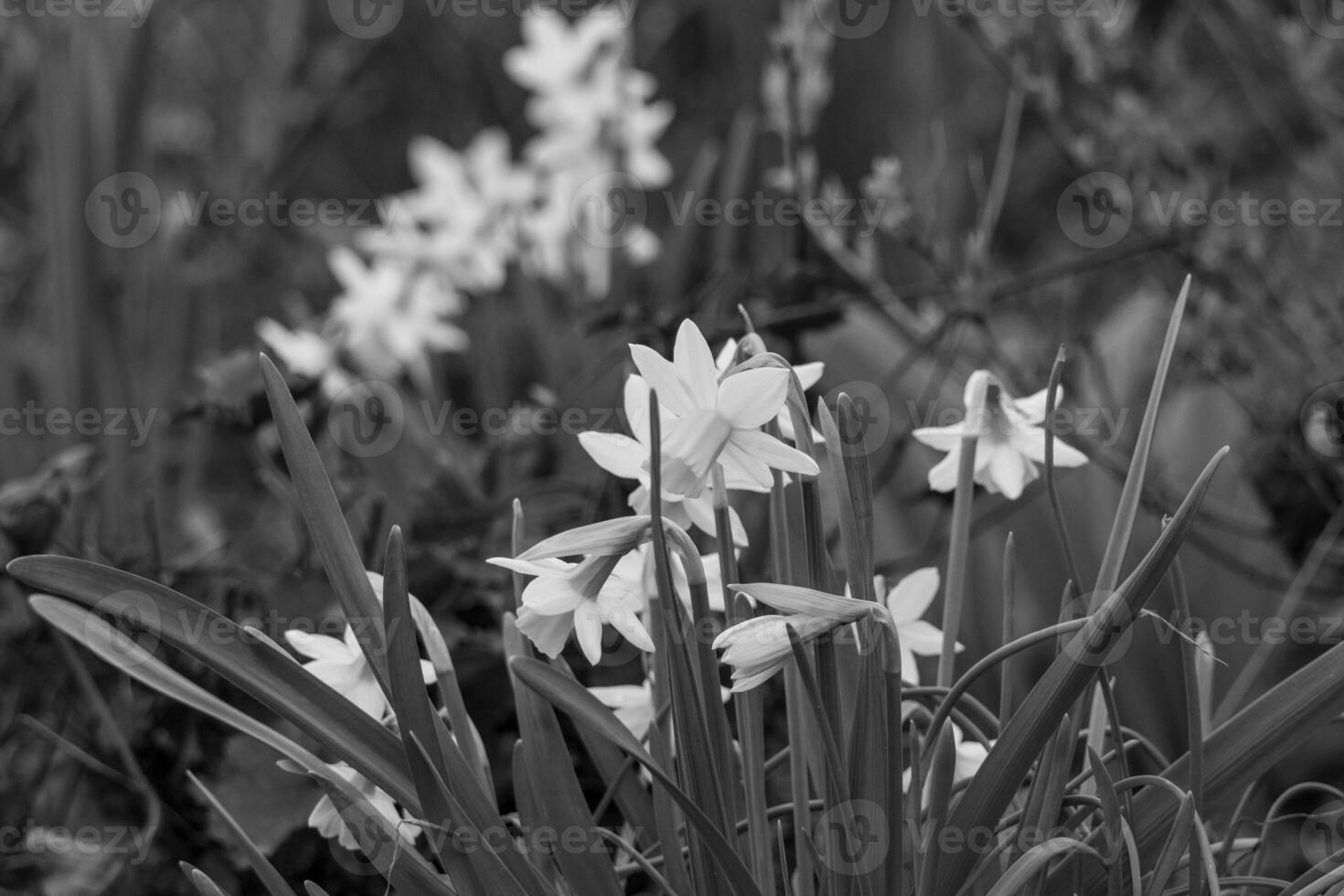 primavera na Vestfália foto