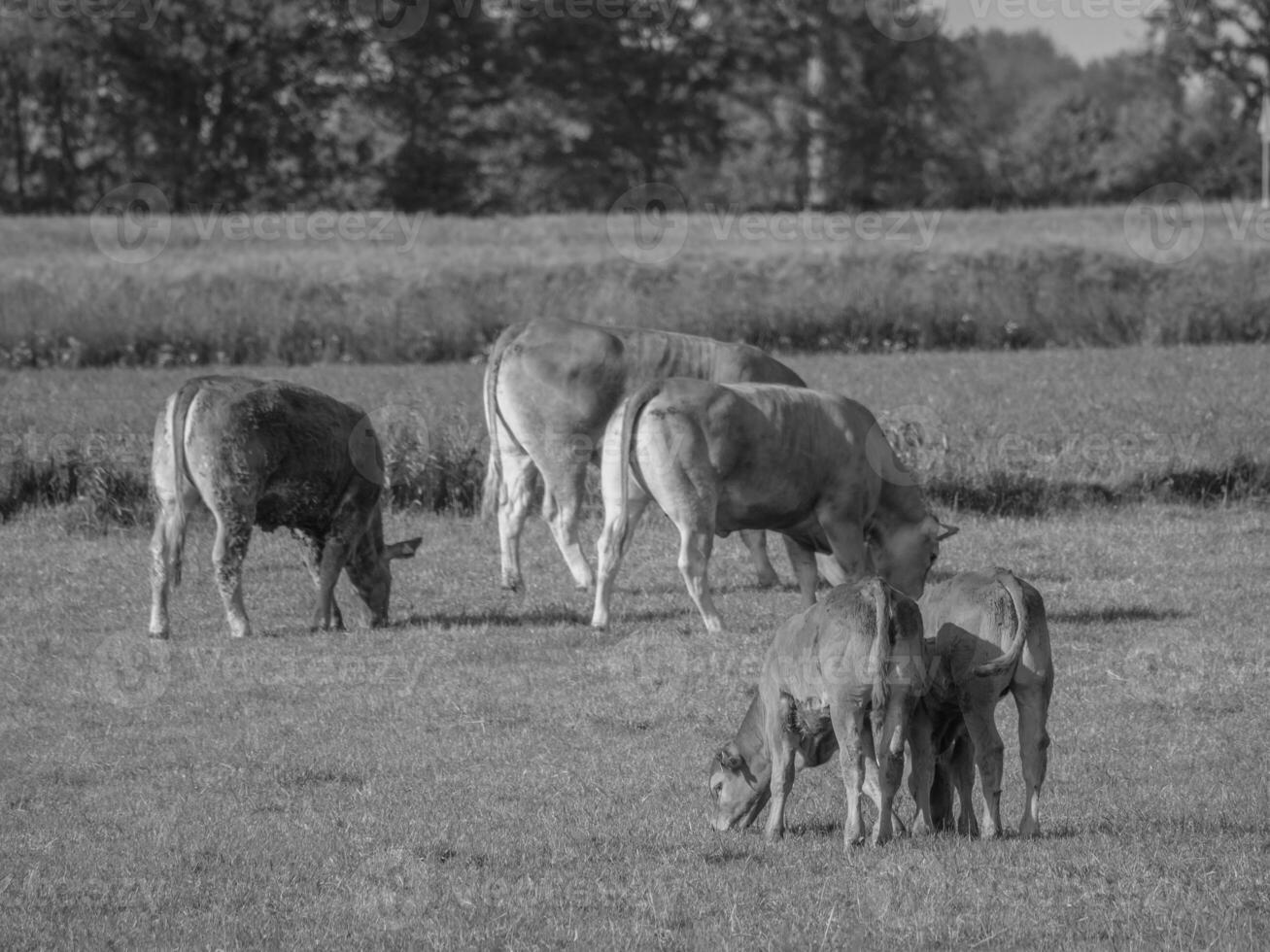 a pequena aldeia weseke em westphalia foto