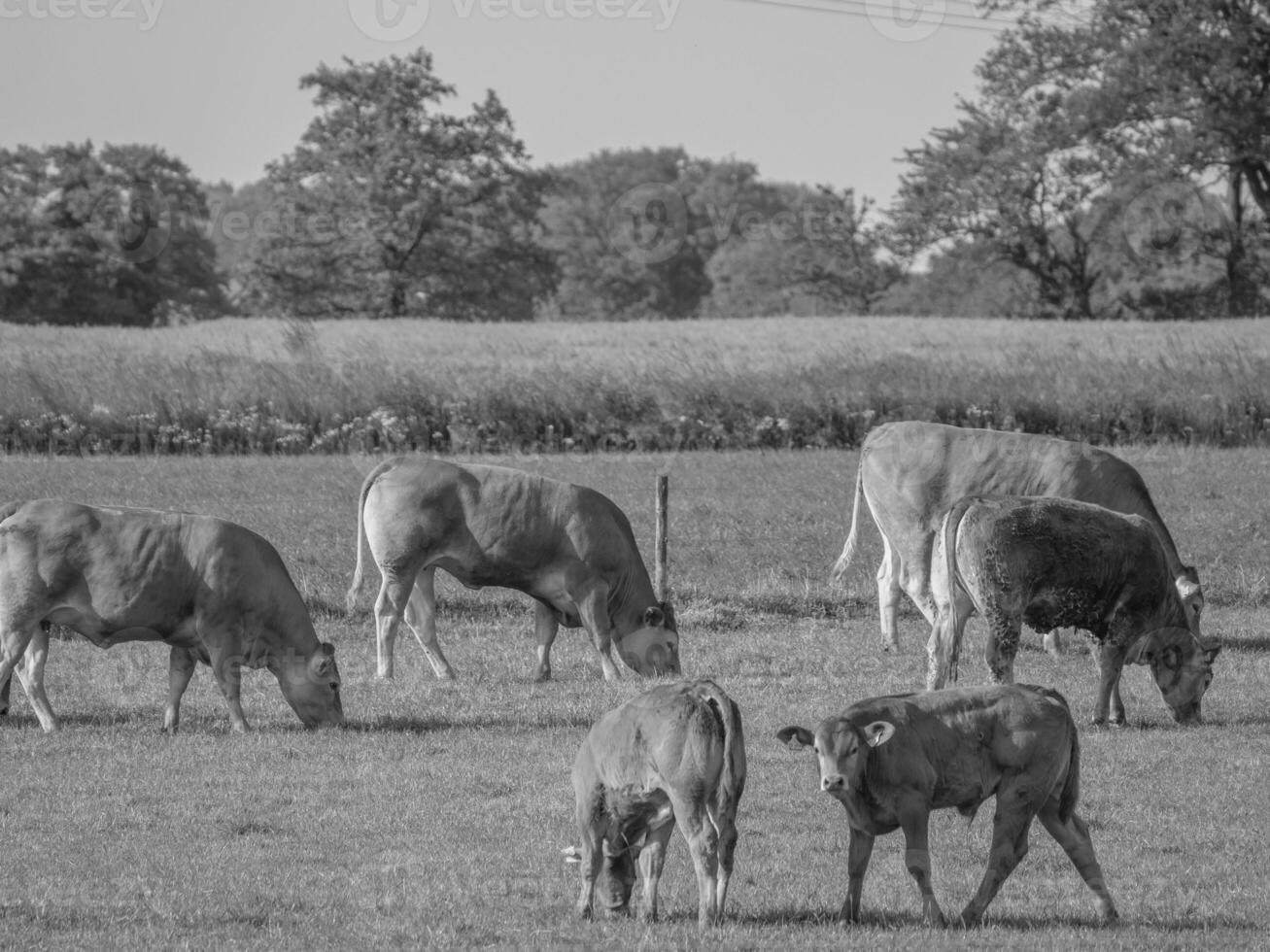 a pequena aldeia weseke em westphalia foto