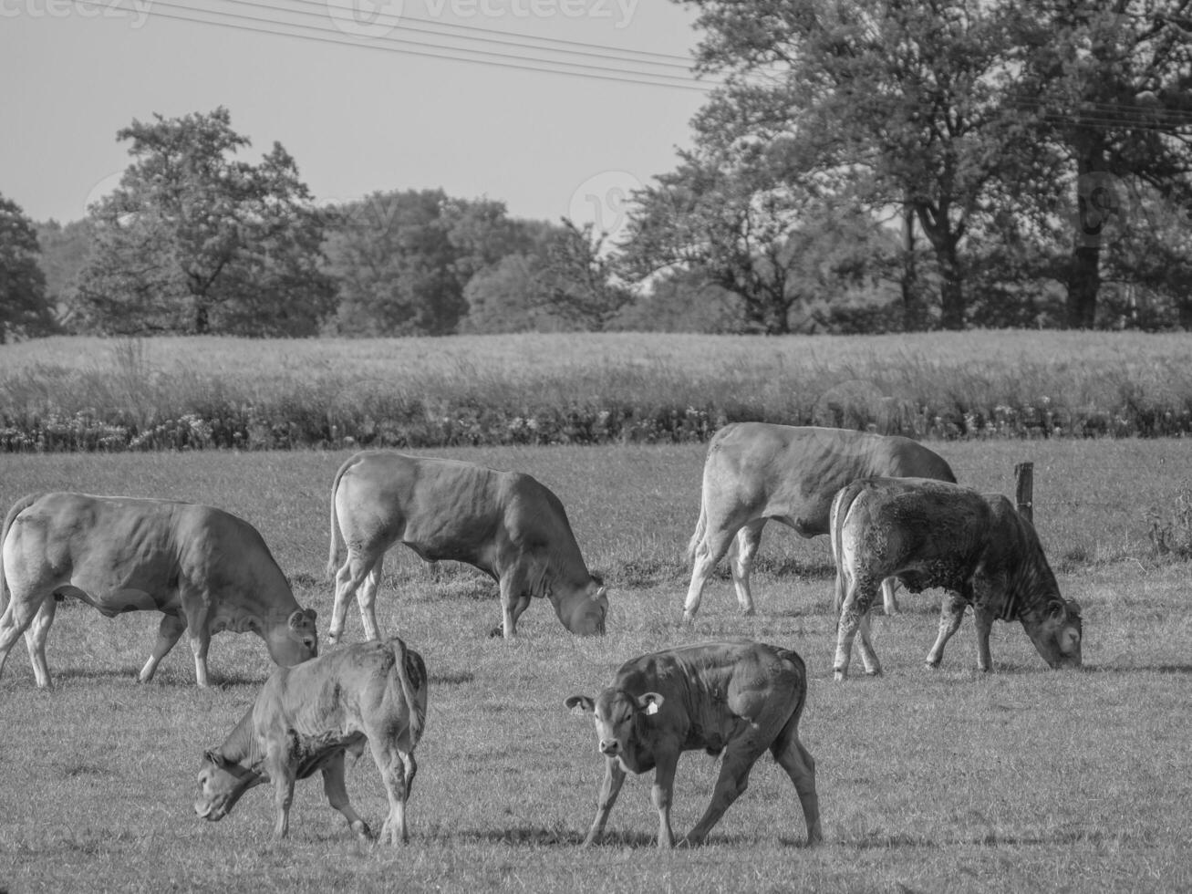 a pequena aldeia weseke em westphalia foto