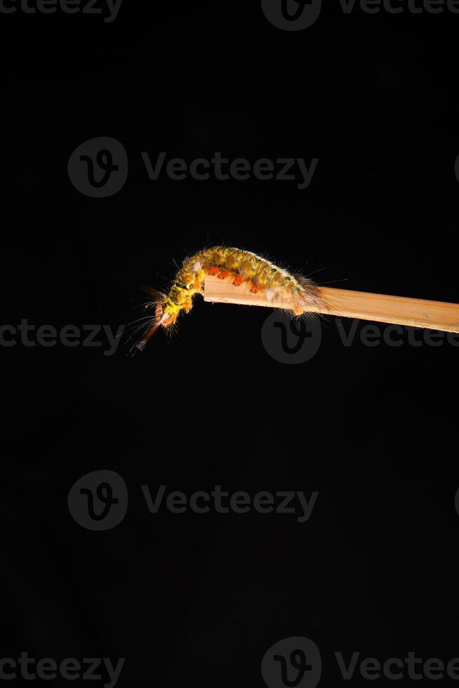 fechar-se Visão do uma lagarta em a fim do uma bastão em uma Preto fundo. foto