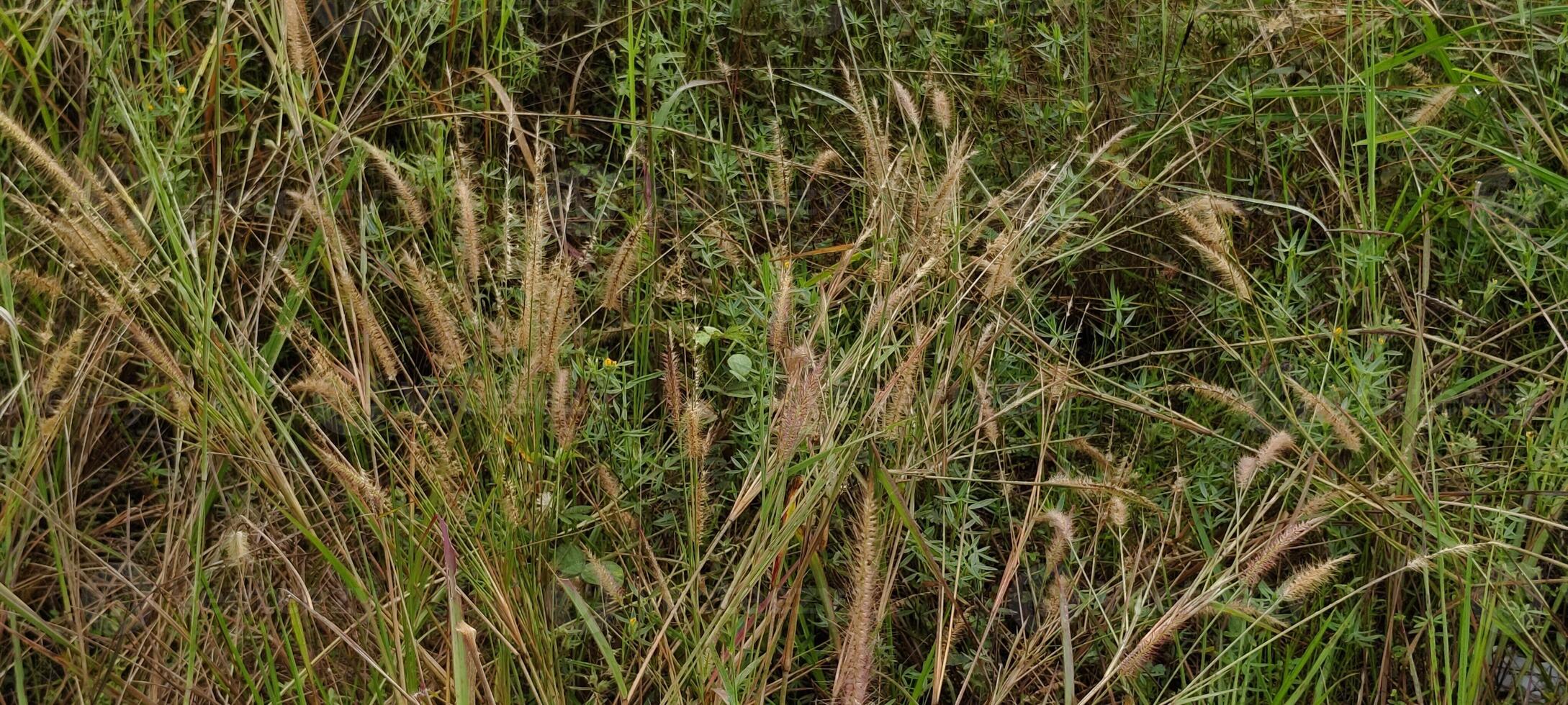 lindo pilha do ervas daninhas dentro a campo foto