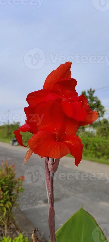 lindo vermelho flor em a rua foto