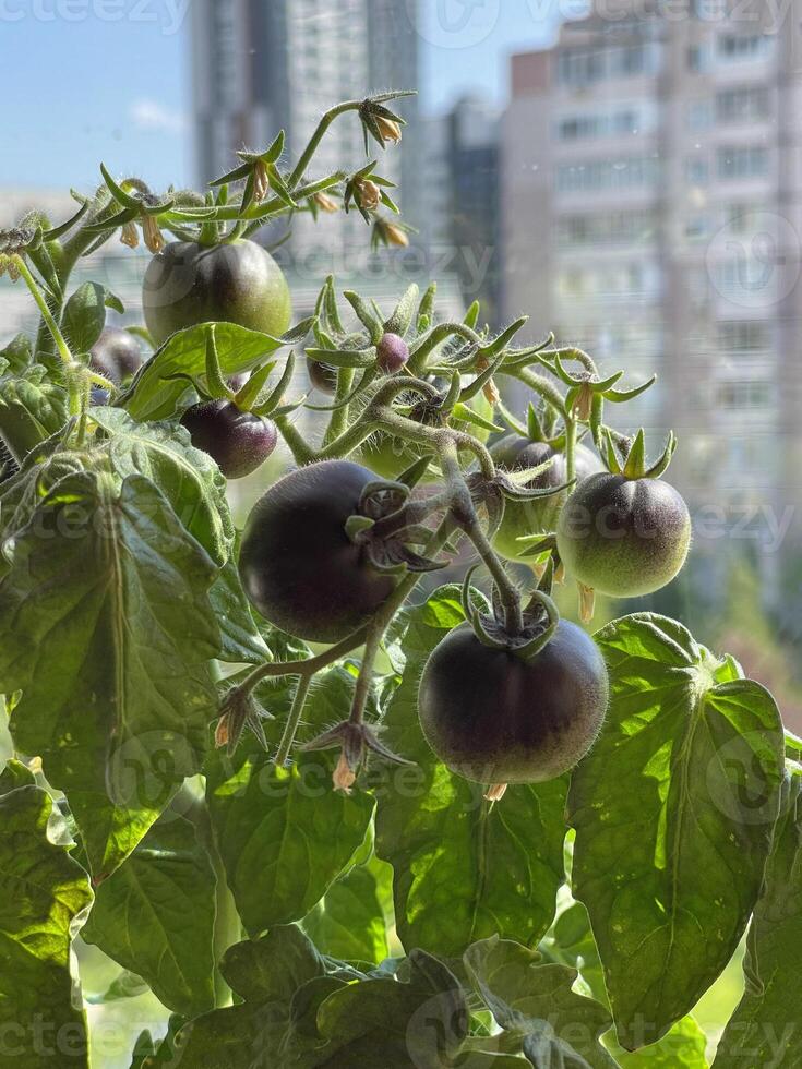 sacada jardim - em vaso tomates em uma sacada dentro uma residencial apartamento construção foto