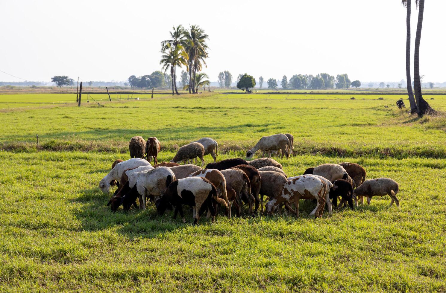 Visão do uma rebanho do Castanho e branco manadas do cabras pastar em fresco verde grama. foto