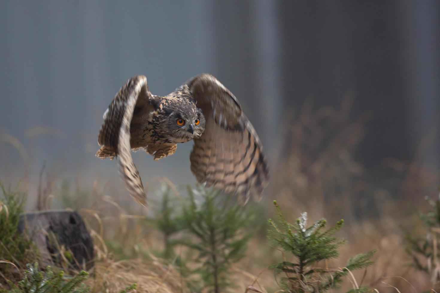 coruja-real, bubo bubo foto