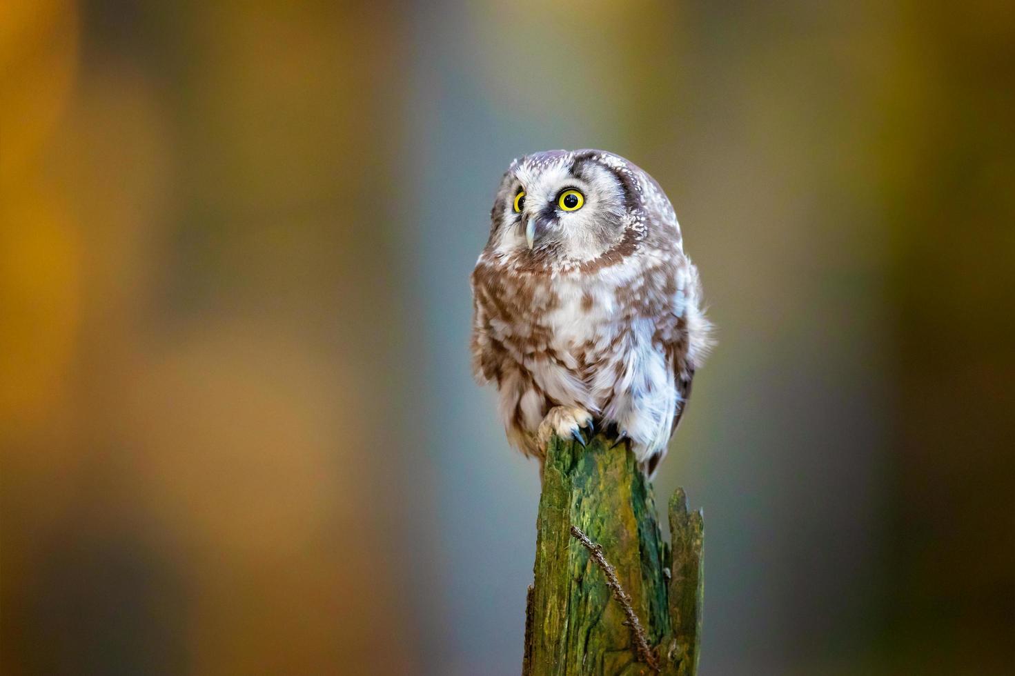 coruja boreal, aegolius funereus foto