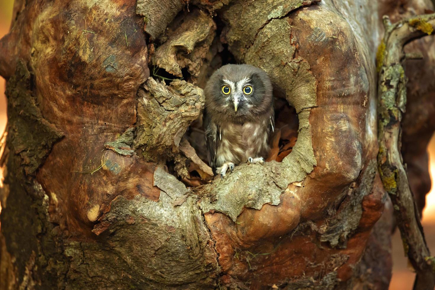 coruja boreal, aegolius funereus foto