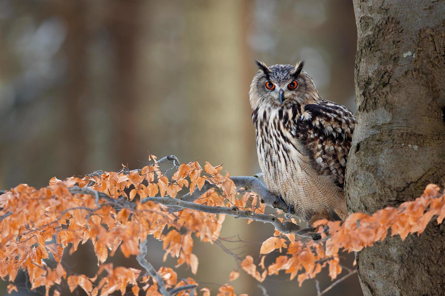 coruja-real, bubo bubo foto