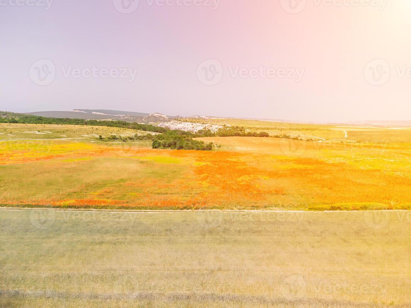 campo do vermelho papoilas perto para verde trigo campo. aéreo visualizar. lindo campo escarlate papoilas flores com seletivo foco. vermelho papoilas dentro suave claro. clareira do vermelho papoulas. Papaver sp. ninguém foto