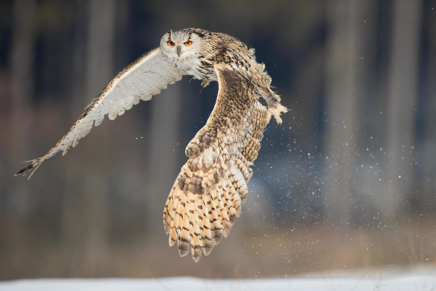 coruja águia siberiana foto