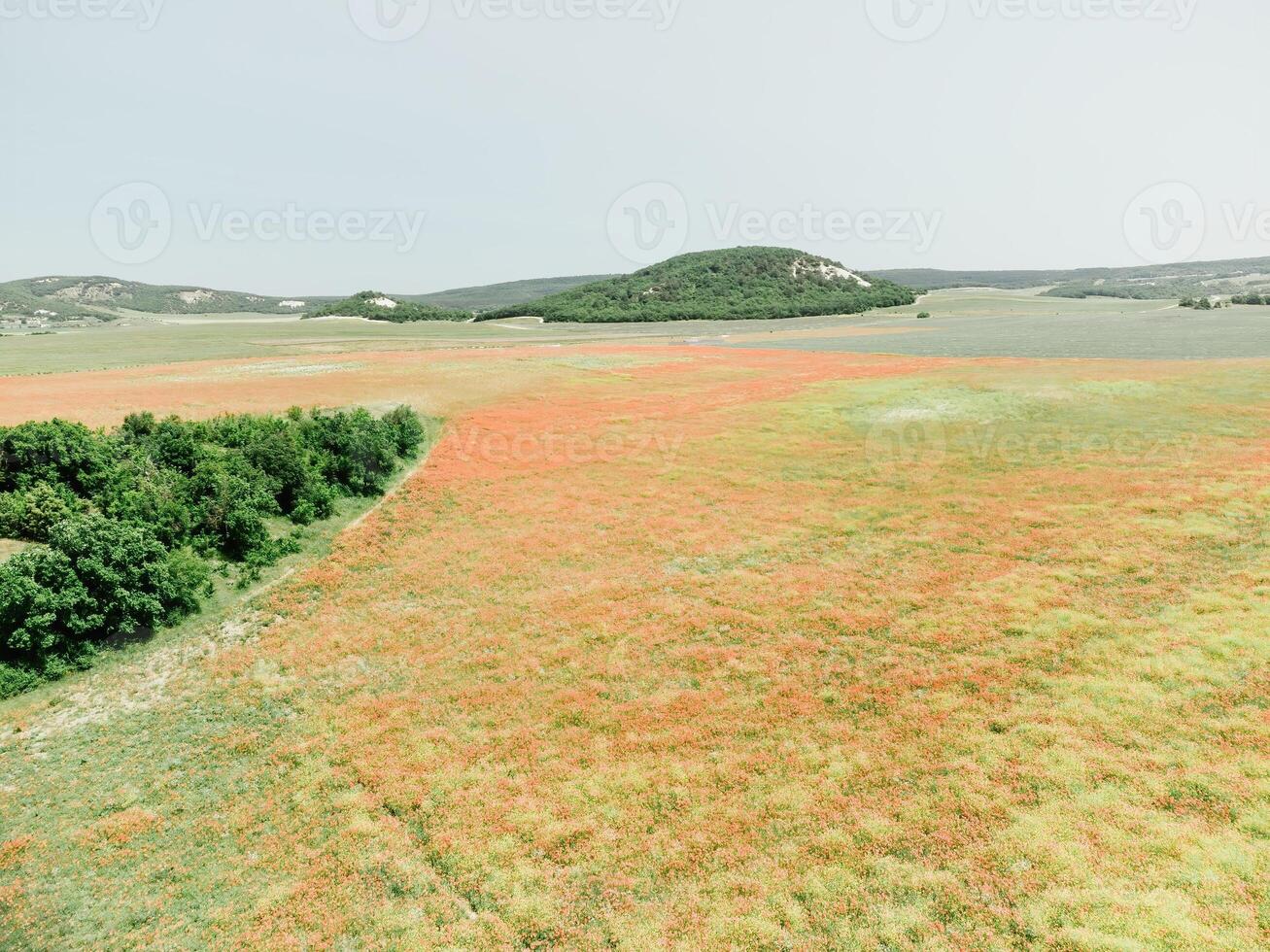 campo do vermelho papoulas. aéreo visualizar. lindo campo escarlate papoilas flores com seletivo foco. vermelho papoilas dentro suave claro. clareira do vermelho papoulas. Papaver sp. ninguém foto