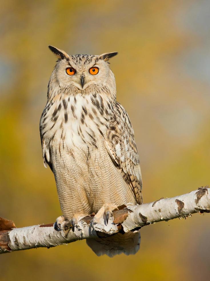 coruja águia siberiana foto