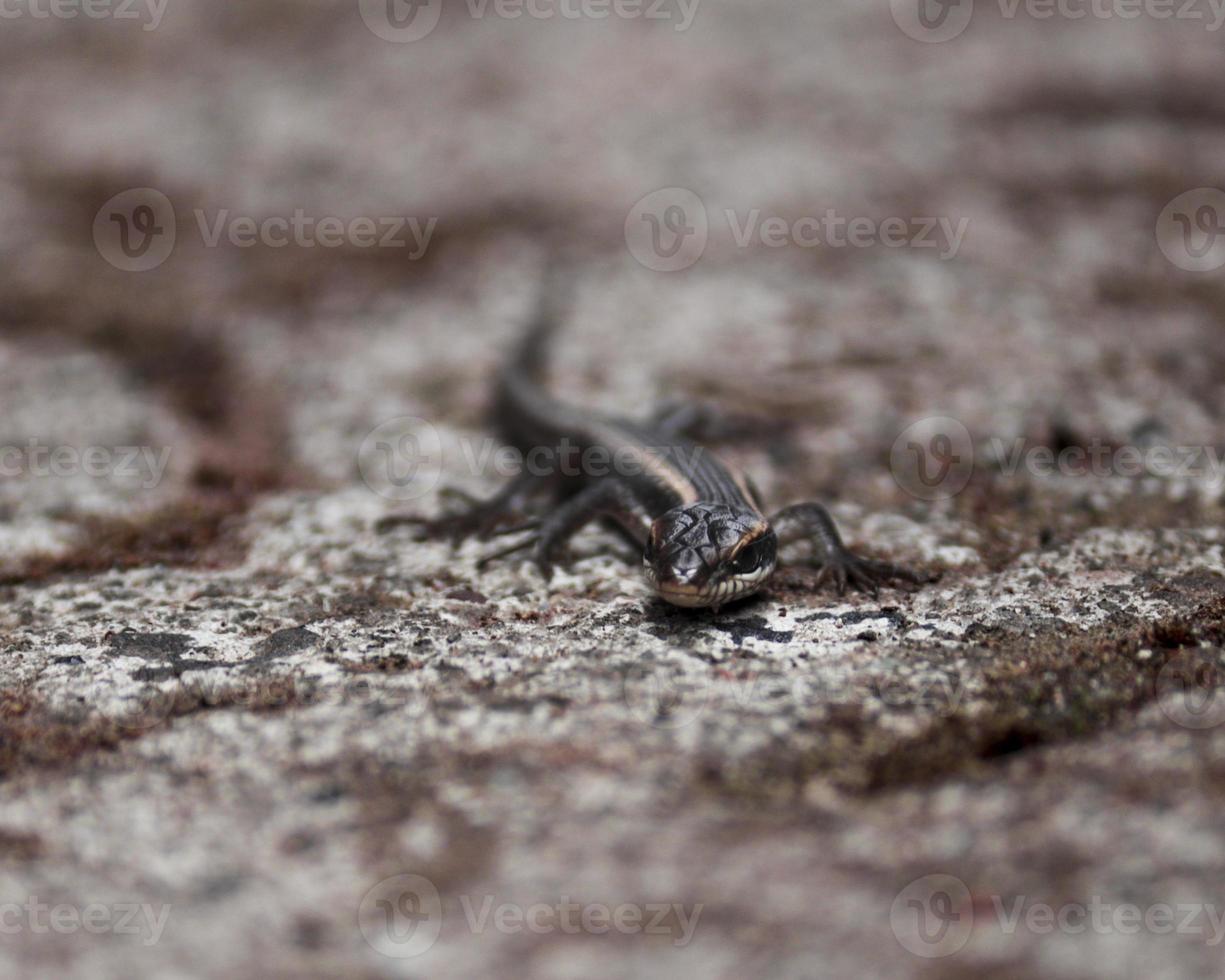 bebê lagarto posando 2 foto