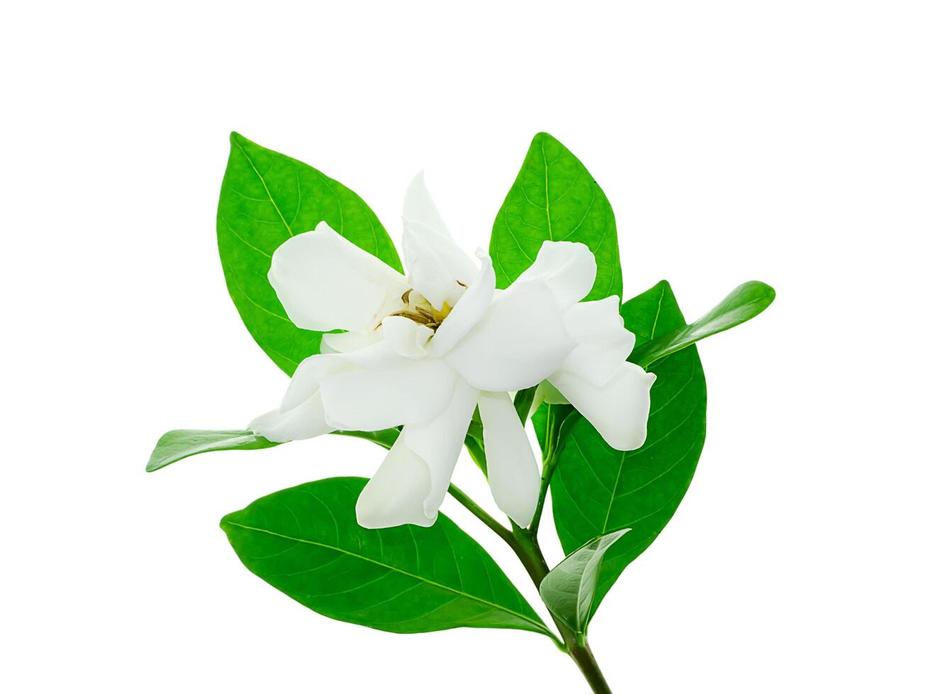 a branco do gardênia jasminoides. foto