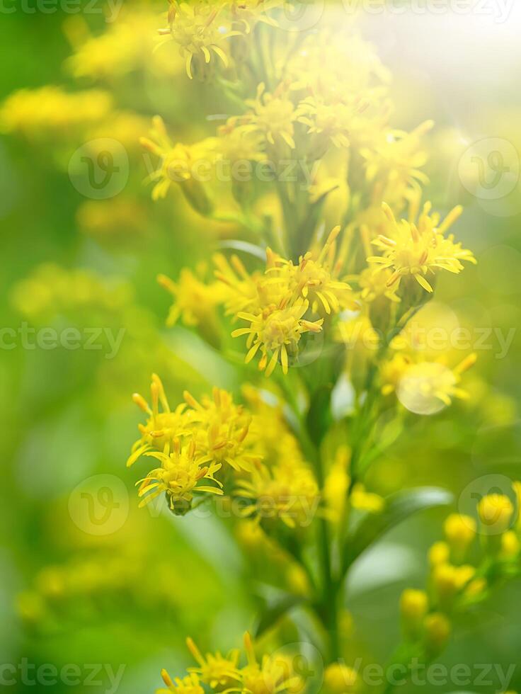 solidago canadensis flor foto