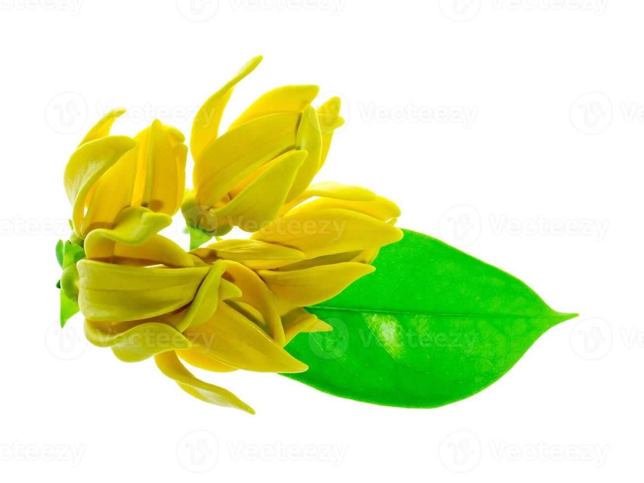 perfumado flores do escalada ylang-ylang foto