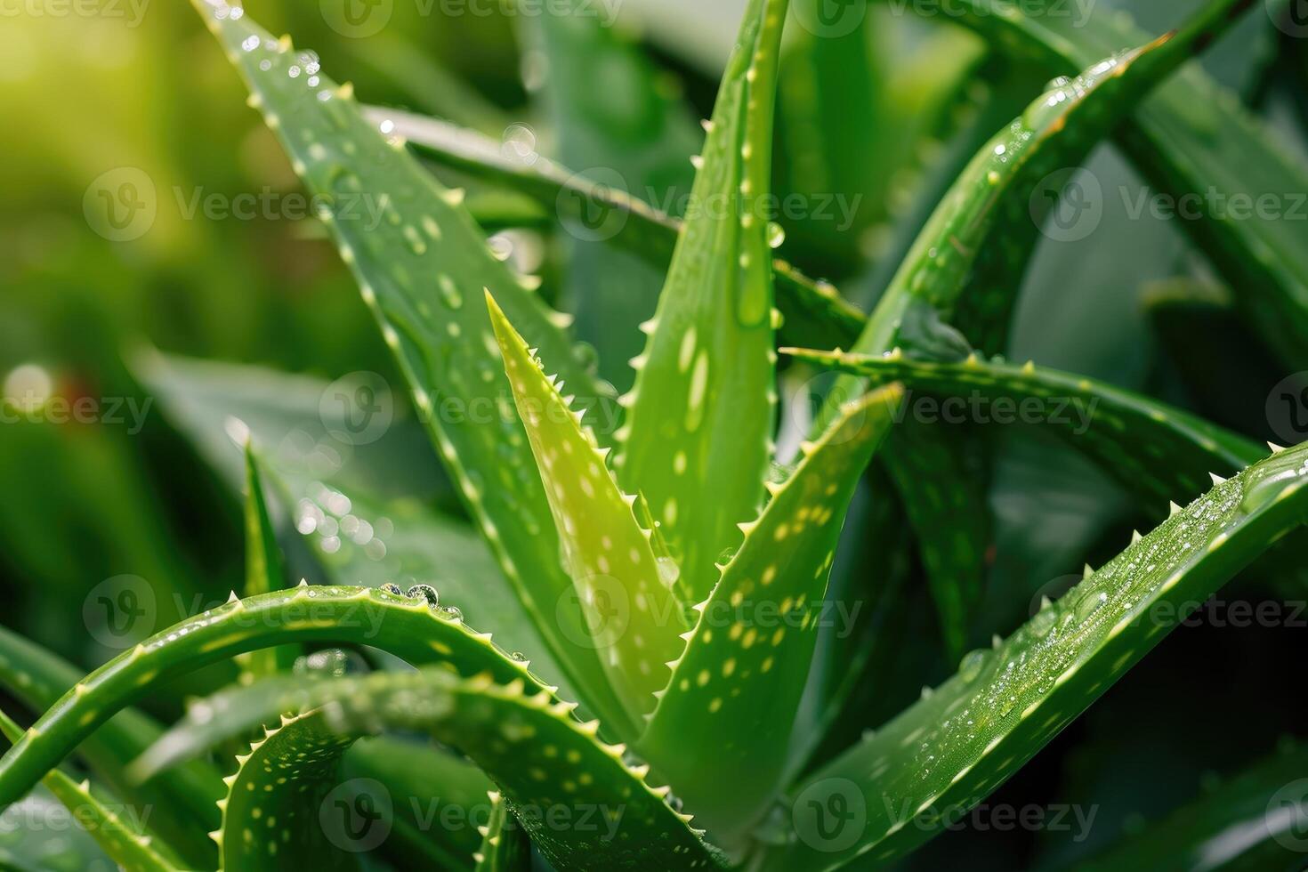 ai gerado aloés vera verde saudável folhas. foto