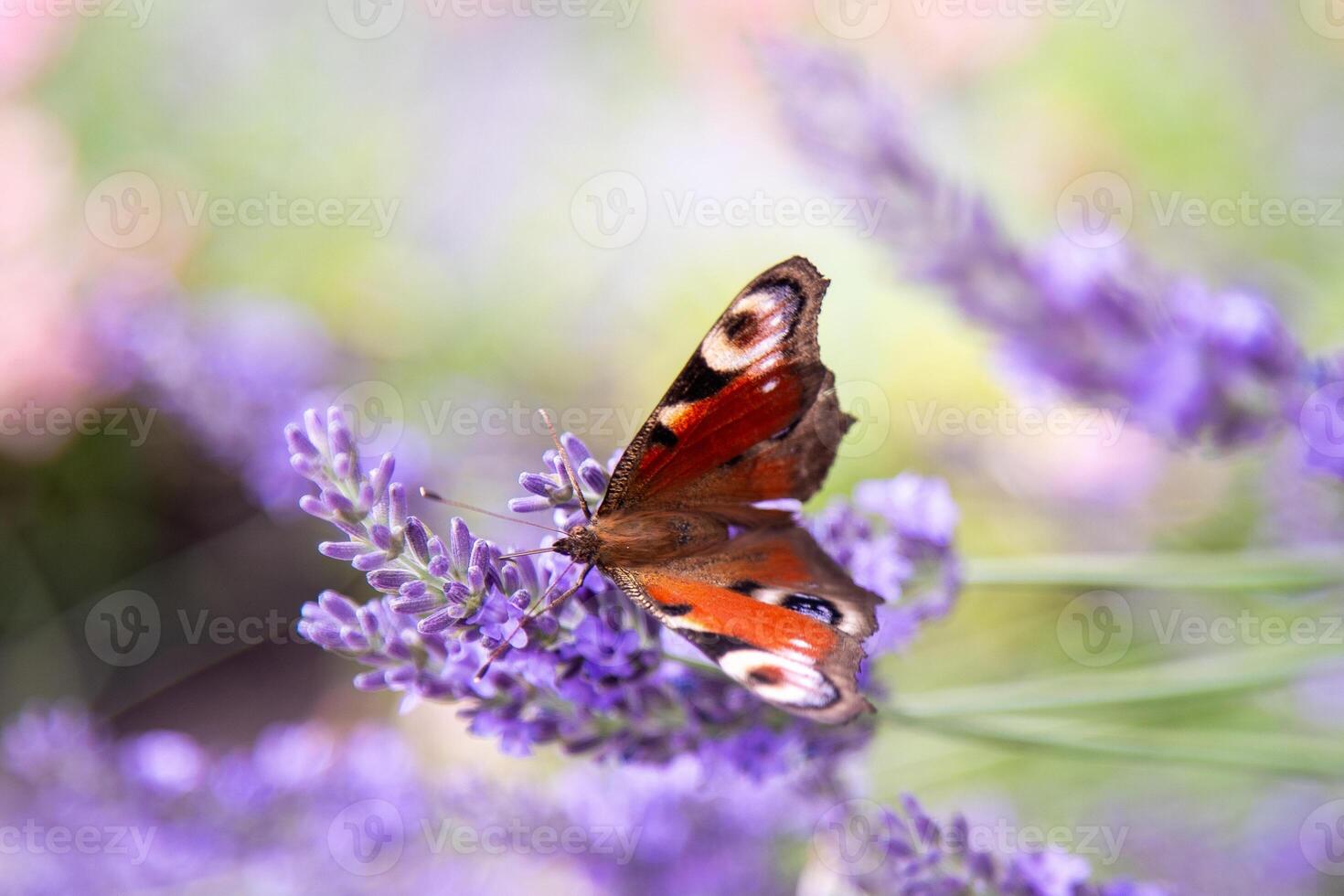 roxa lavanda flores flor dentro a campo. natureza fundo. crescer uma perfumado plantar dentro a jardim. verão flor querida plantar. foto