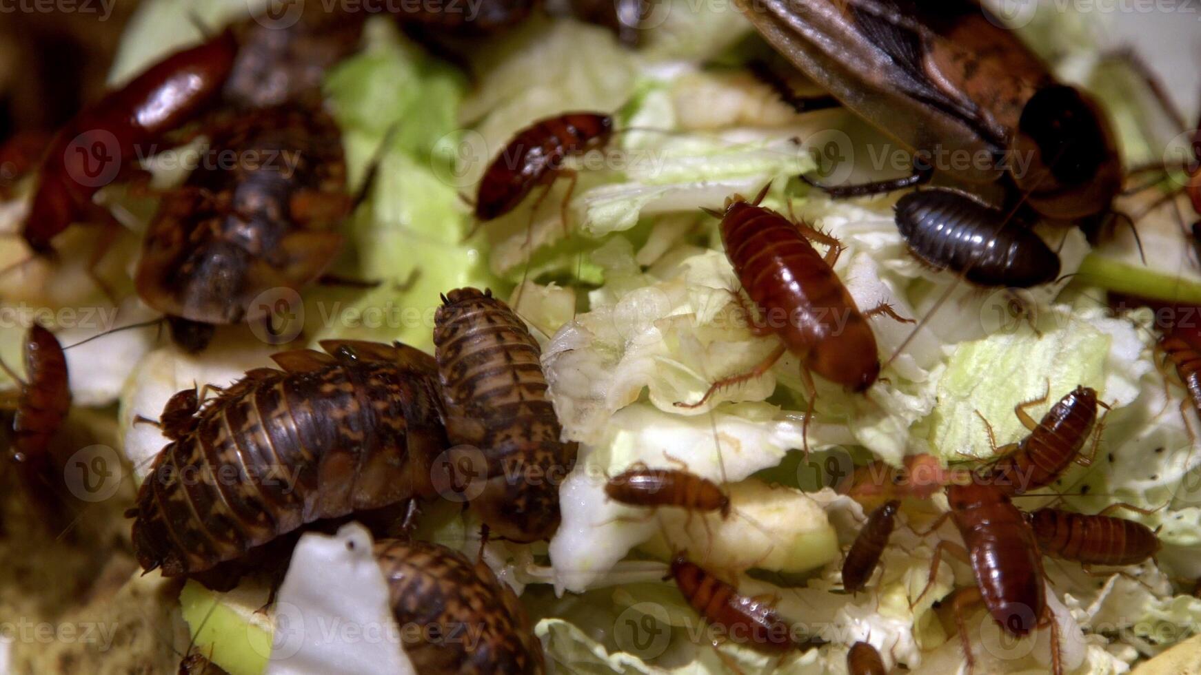 uma grupo do baratas do diferente espécies grande e pequeno comer Comida. doméstico barata come repolho e pão dentro a cozinha. família do insetos. prejudicial inseto. vermelho barata conjunto foto