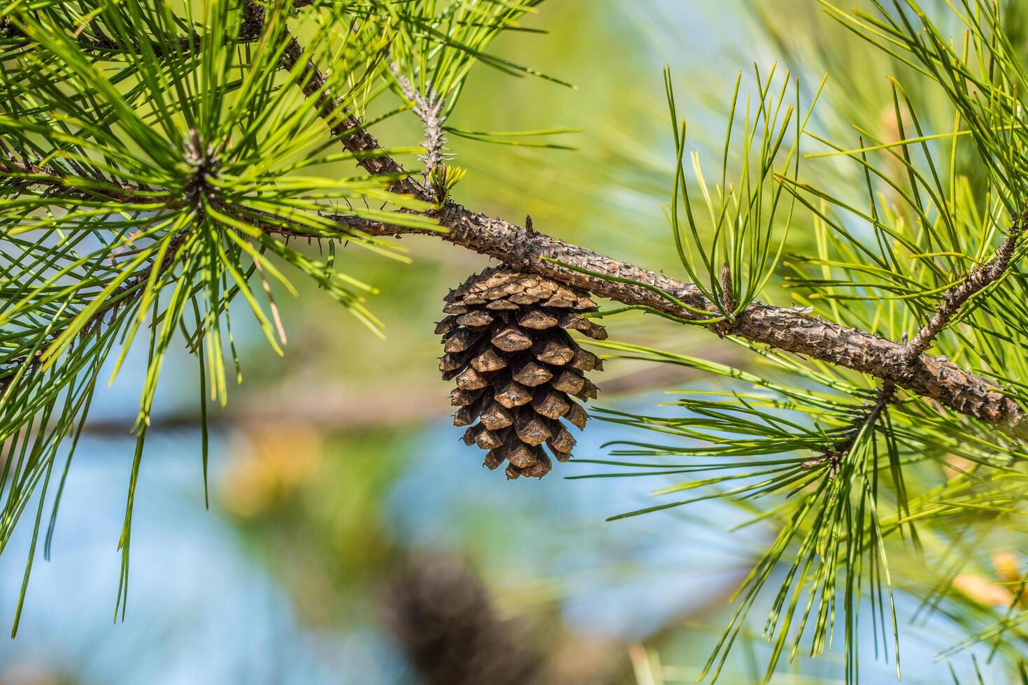 pinho cone suspensão em uma ramo foto