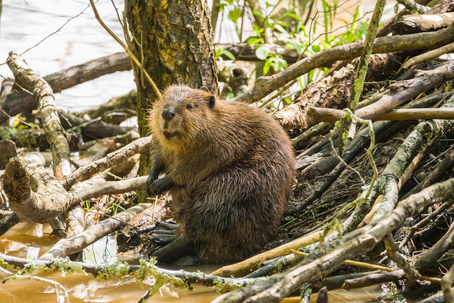 Castor sentado às a cova foto