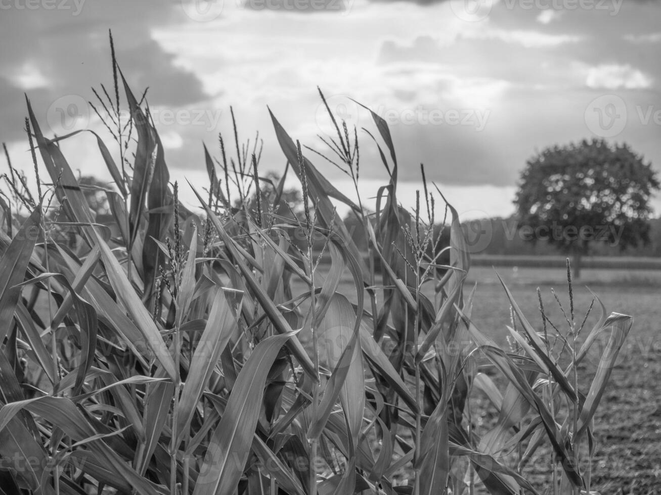 o muensterland alemão foto