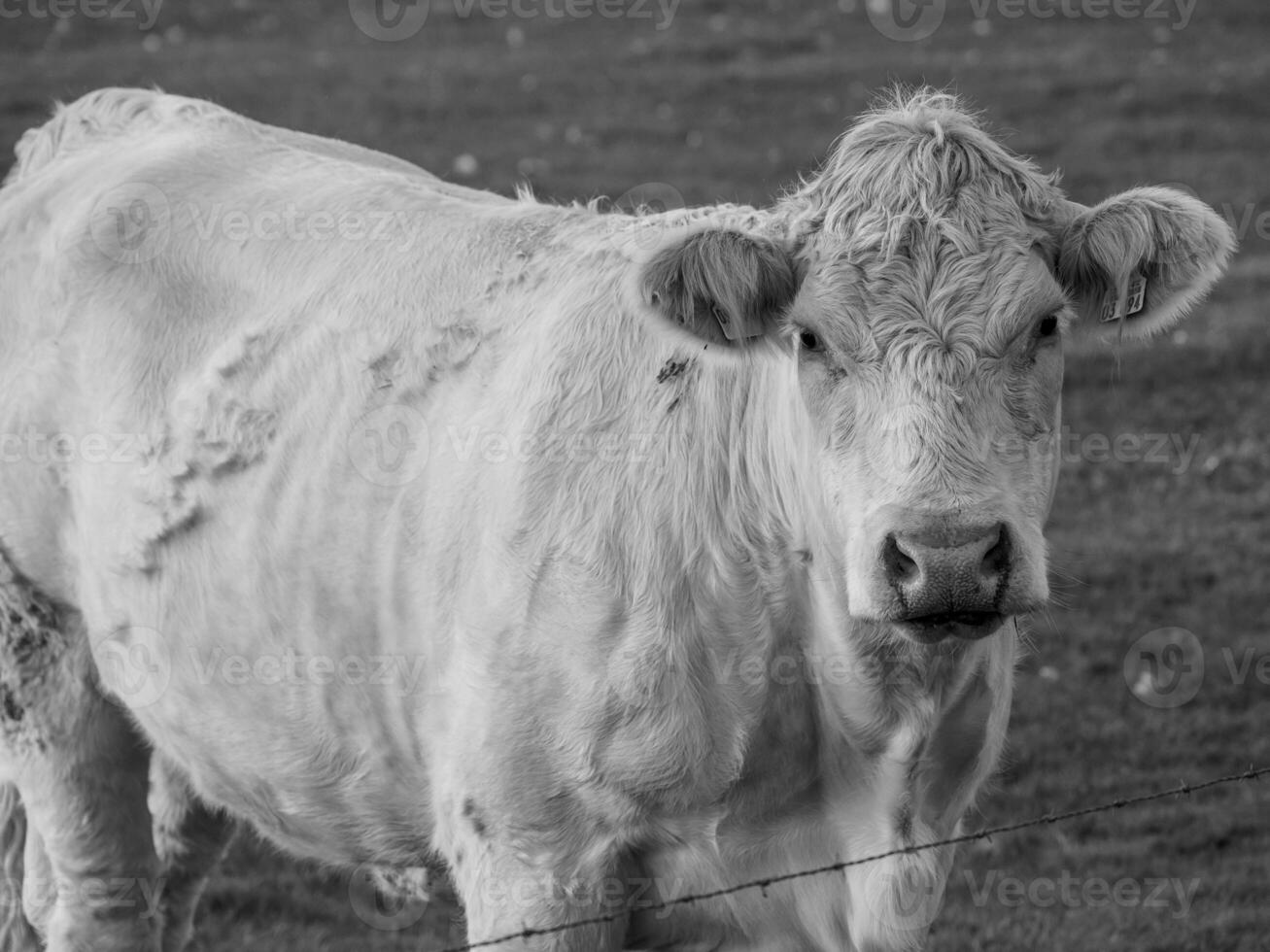 weseke dentro Westfália foto