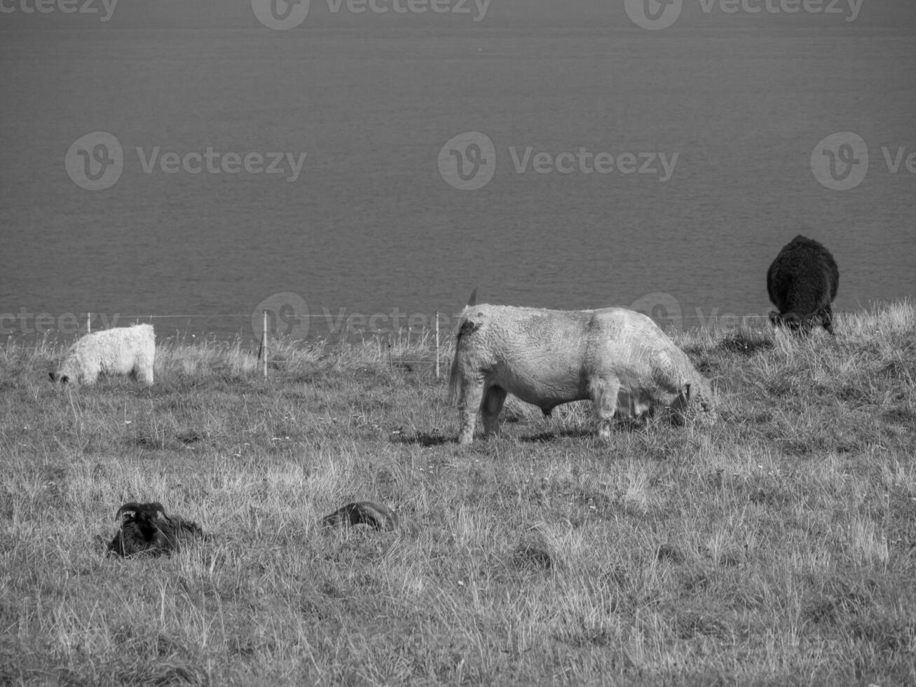 ilha de helgoland na alemanha foto