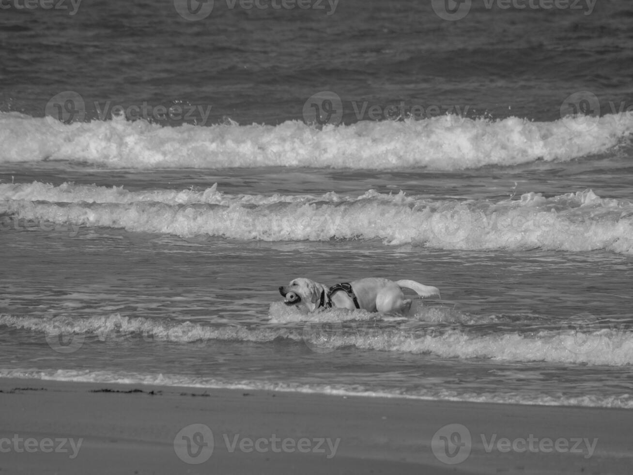 justo dentro a norte mar foto