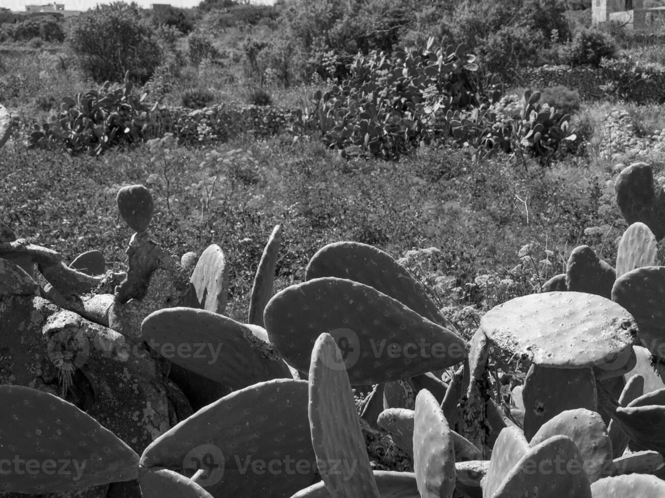 a ilha Gozo foto