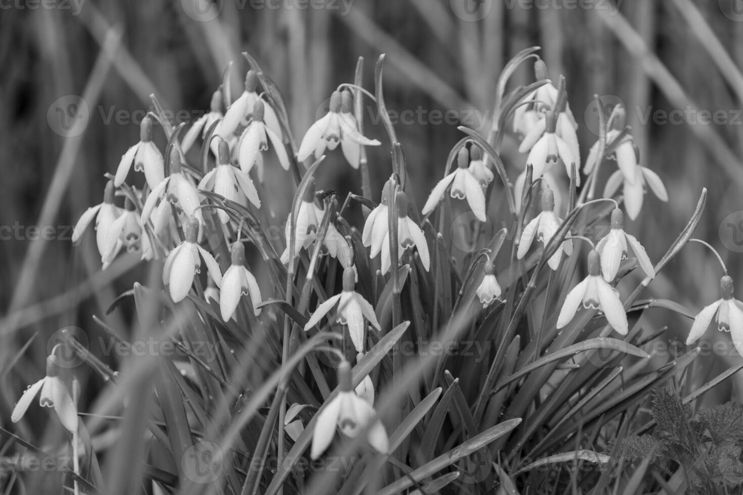 primavera na Vestfália foto